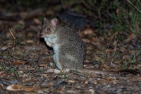 Klokanek Gaimarduv - Bettongia gaimardi - Eastern Bettong 4683